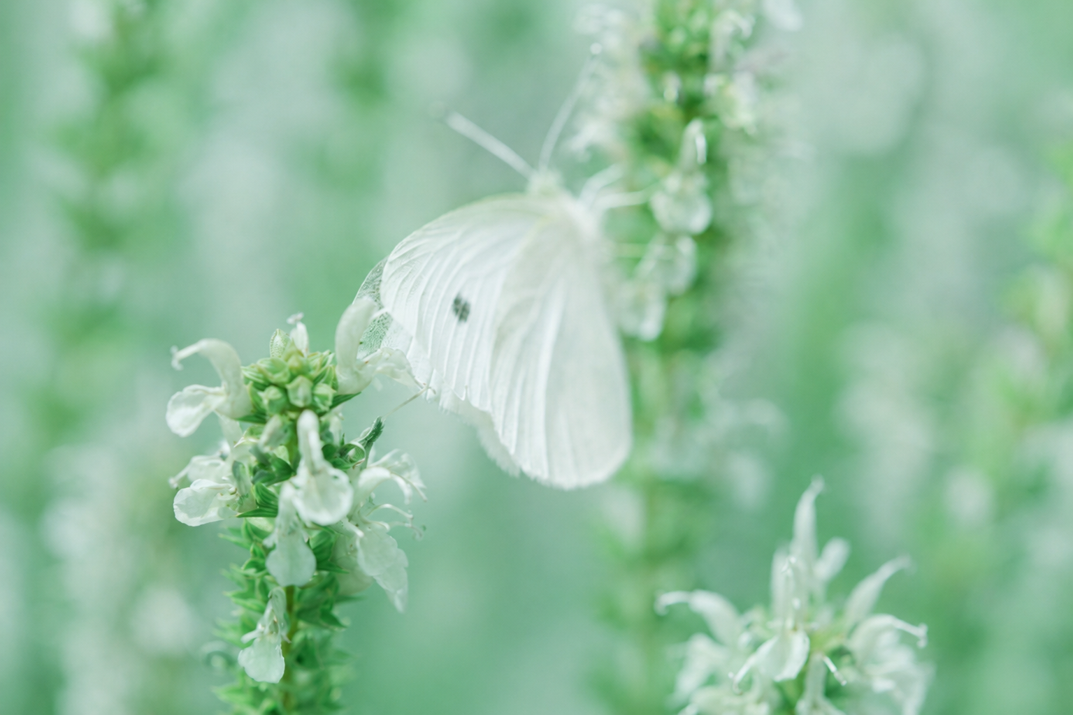 Butterfly on flowers — symbol of transformation